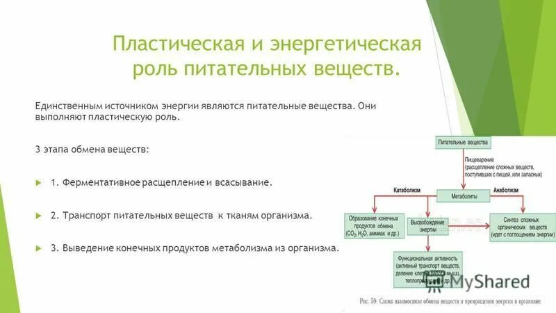 Энергетическая роль питательных веществ. Пластическая и энергетическая роль пищевых веществ. Пищевые продукты и питательные вещества. Пластическая и энергетическая роль питательных веществ. Питательные вещества.