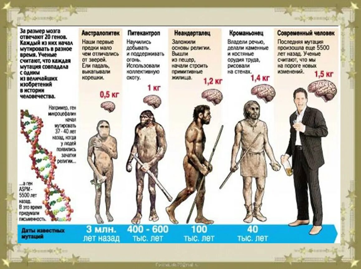 Что меняется каждый год. Хомо сапиенс австралопитек Эволюция. Ступени развития человека хомо сапиенс. Вес мозга хомо сапиенс. Эволюция человека неандерталец кроманьонец.