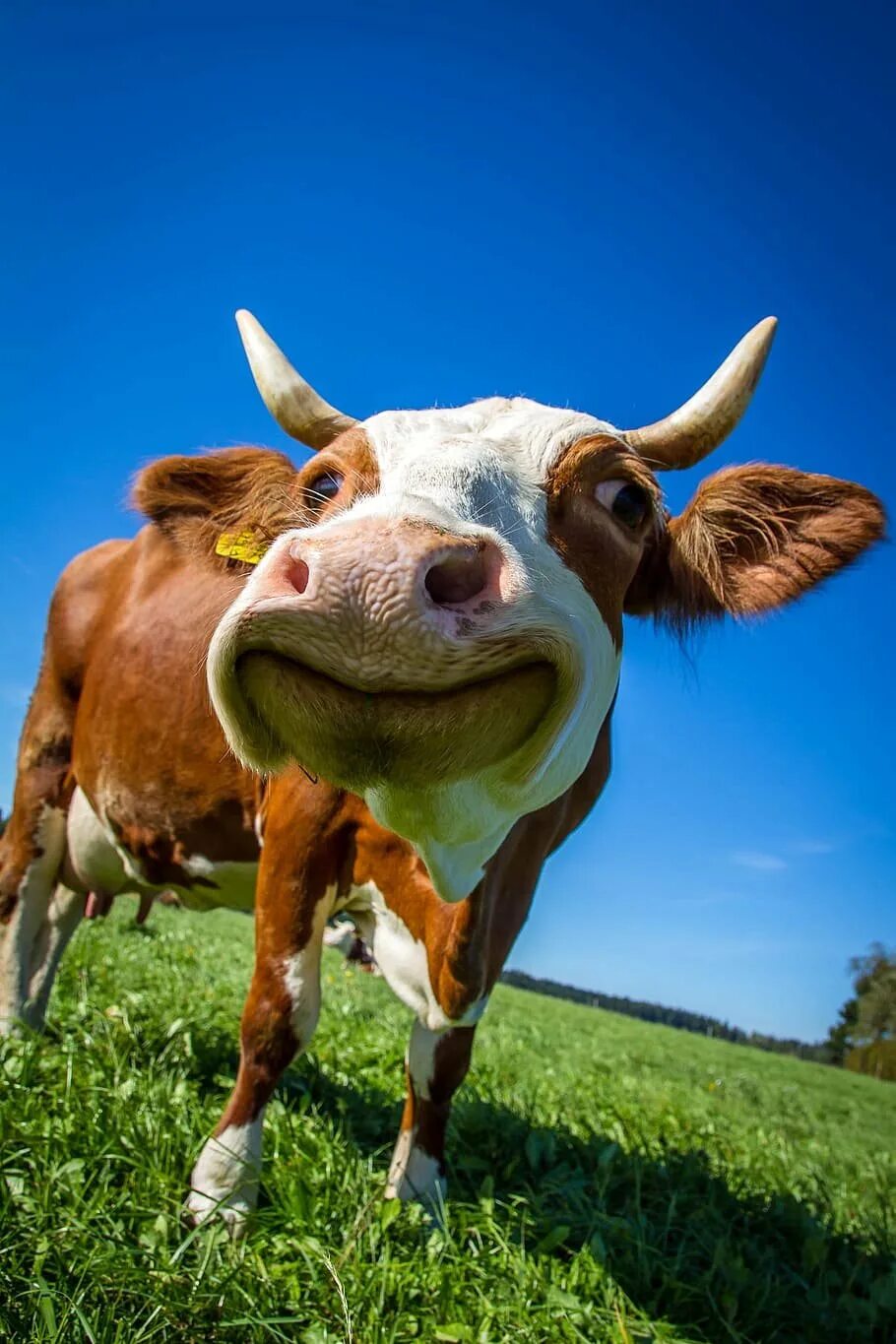 Коровка буренка. Корова. Красивая корова. Веселая корова.. Смешные коровы.