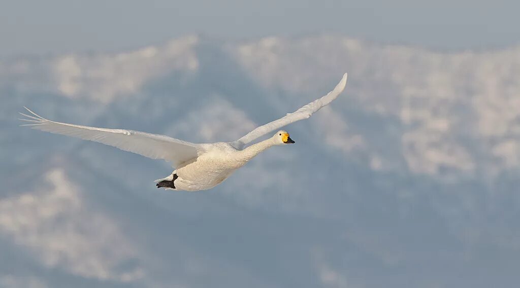 Песня лебедушку выкликал. Полет лебедя. Лебедь в полёте. Белые лебеди в небе. Белый лебедь в полете.