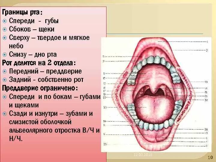 Ротовая полость тема. Строение преддверия ротовой полости. Ротовая полость строение анатомия. Границы ротовой полости. Границы и отделы полости рта.