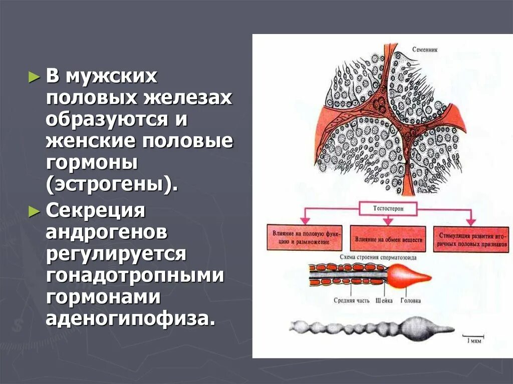 4 женская половая железа. Секреция андрогенов. Секреция половых гормонов. Половые гормоны образуются. Секреция половых гормонов железы.