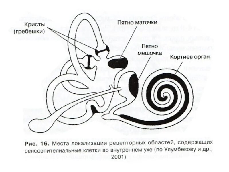 Вестибулярный аппарат орган чувств. Внутреннее ухо строение пятна мешочка. Строение слухового пятна. Внутреннее ухо строение маточка и мешочек. Строение внутреннего уха.