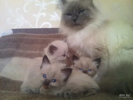 Куфар котята гомель