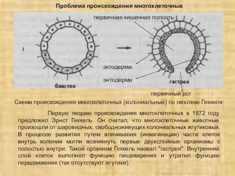 Гипотезы происхождения многоклеточных животных. Теория происхождения многоклеточности Мечникова. Теория фагоцителлы Мечникова. Колониальные гипотезы происхождения многоклеточности. Объяснить появление многоклеточности