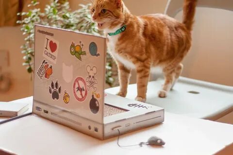 Computer cat