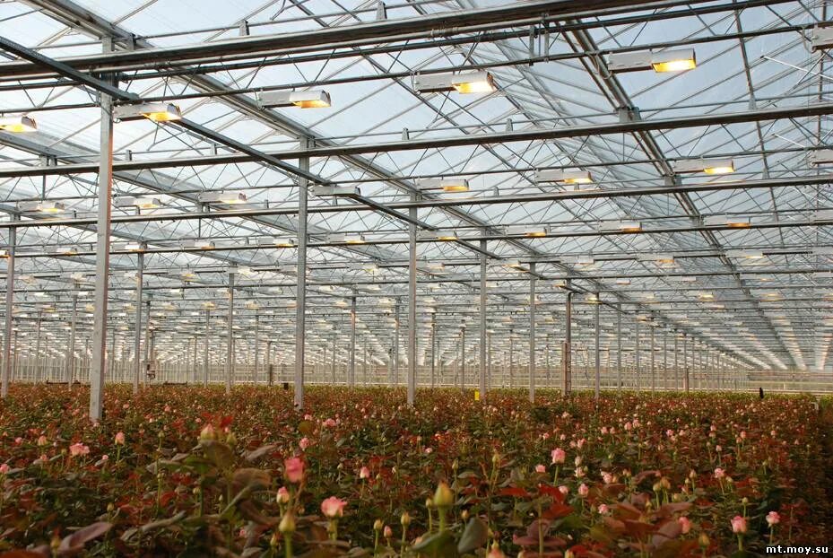 оранжерея цветы удмуртии. цветочный лазаревское ярославль. тепличные комплексы розы. лазаревское тепличный комплекс ярославль. тепличные комплексы розы.