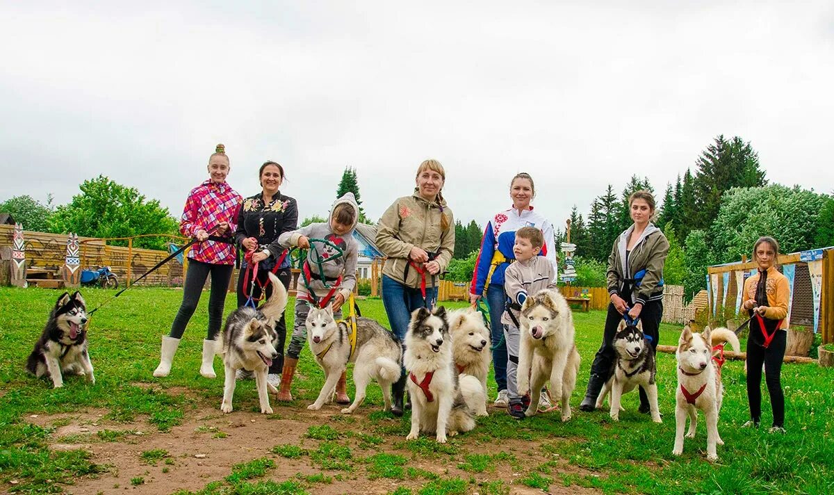 деревня хаски адрес. хаски на прогулке. деревня хаски. деревня хаски завьяловский район. деревня хаски адрес.