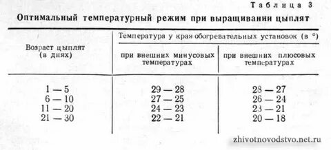 Сколько дней держать цыплят в брудере