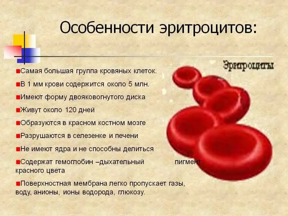 Особенности строения эритроцитов человека. Эритроциты признаки строение. Особенности строения клетки эритроциты человека. Особенности строения красных клеток крови. Крови в легкой форме