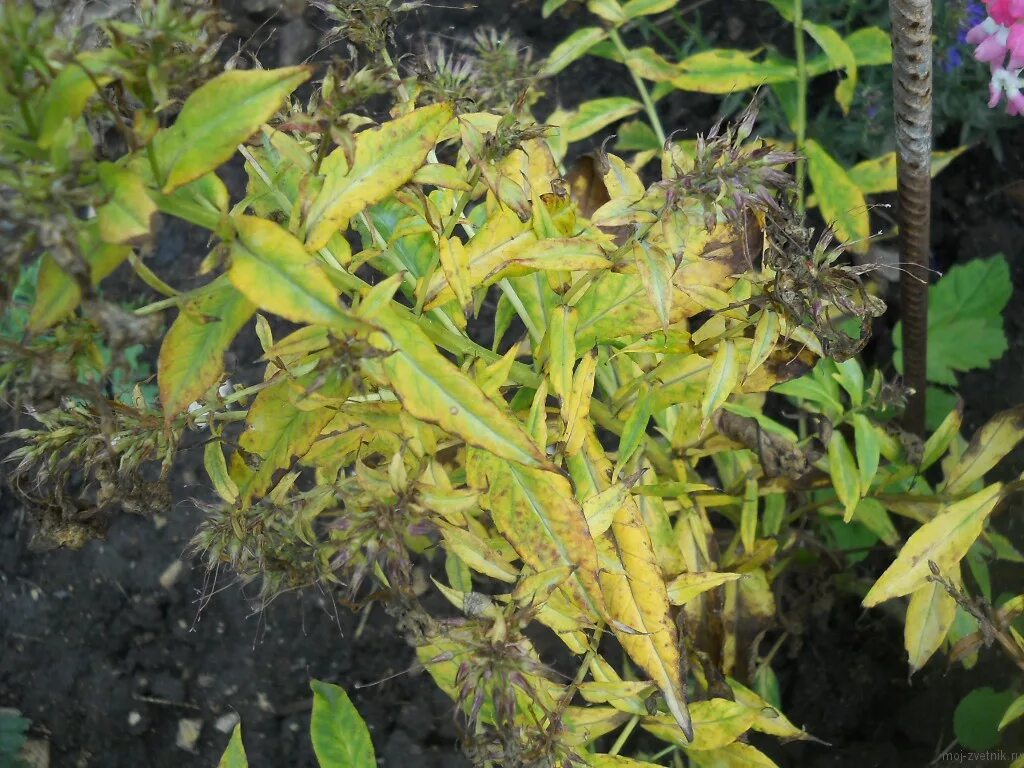 некротическая пятнистость флоксов. болезни флоксов. болезни флоксов. мучнистая роса на мирте. болезни флоксов многолетников.