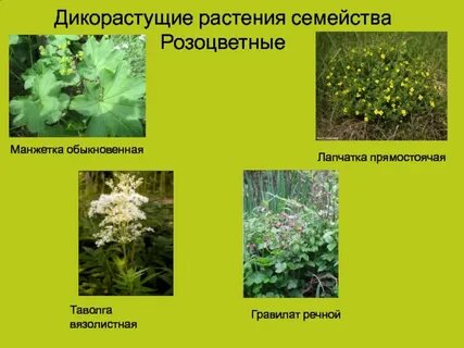 Сорняки семейства розоцветные