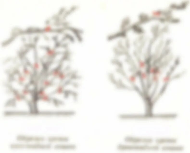 Обрезка вишни весной для начинающих. Обрезка вишни и черешни весной. Обрезать вишню весной. Обрезать вишню весной схема. Схема подрезки вишни весной.