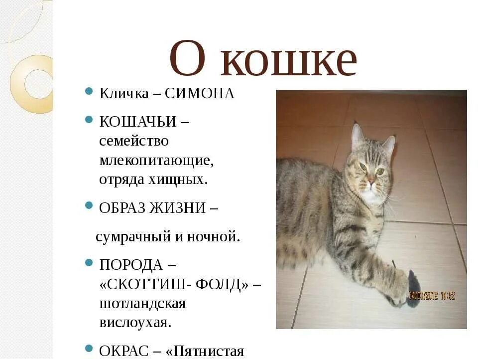 Клички для кошек. Имена для кошек. Название котят. Клички для котят. Имя для кошки с буквой с