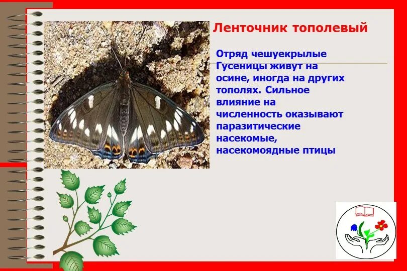 Ленточник Тополевый бабочка описание. Тип окраски ленточника бабочки. Ленточник Тополевый. Развитие чешуекрылых.