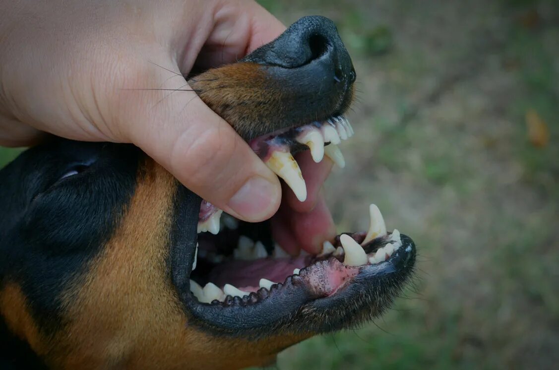 Как выглядит пасть собаки Why Does My Dog Eat Poop American Kennel Club Dog breath, Bad dog breath, Sti