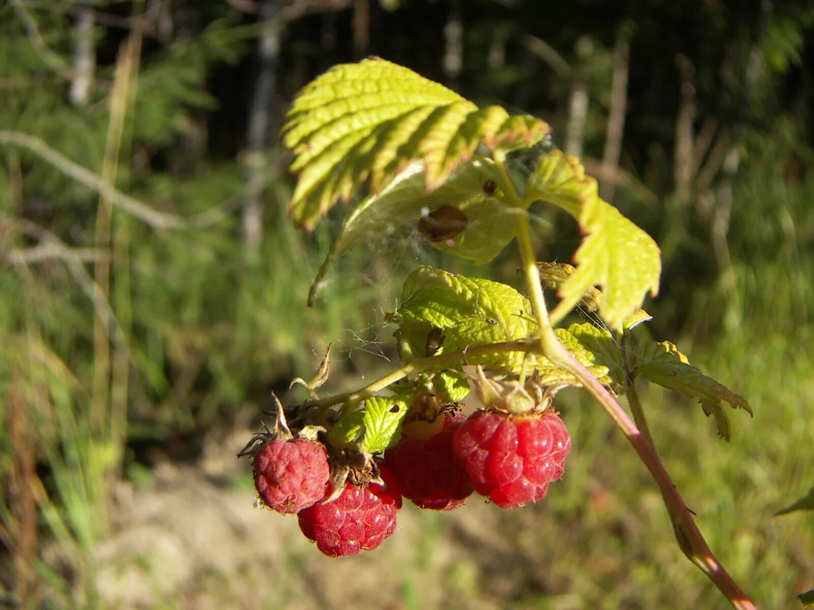 Малина ива. Малина обыкновенная кустарник. Малина ива. Малина дикая лесная. Малина лесная кустарник.