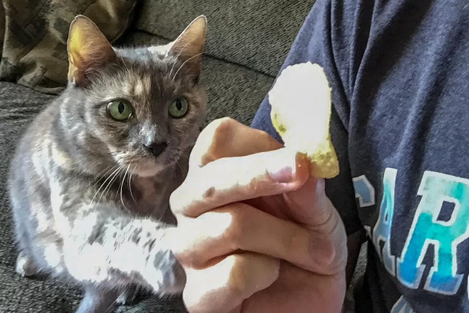 Коты и чипсы. Кот с чипсами. Кот КСТ чипсы. Котик ест чипсы. His cat likes