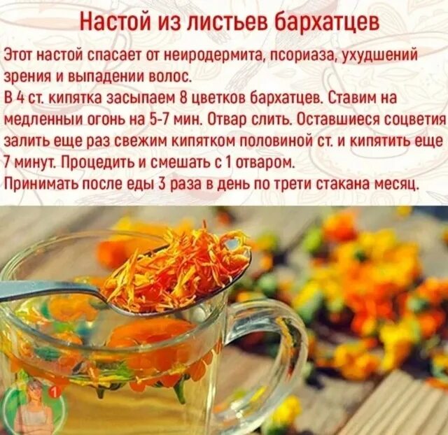 Как пить цветки бархатцев. Чай с бархатцами. лекарство из бархатцев. цветки бархатцы в народной медицине. бархатцы полезные свойства для здоровья.
