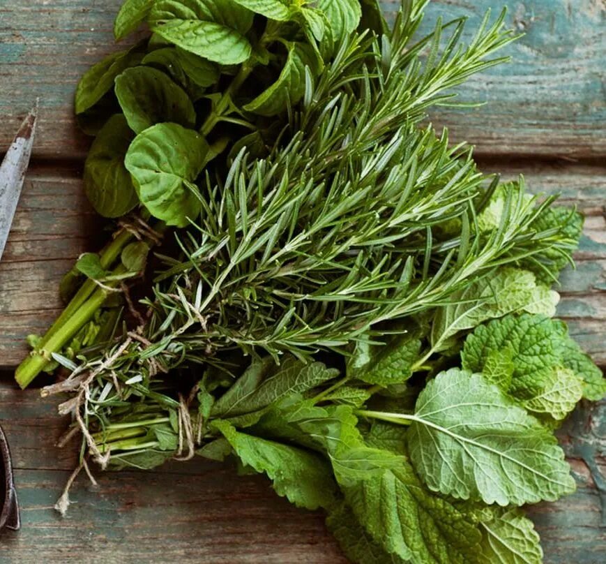 трава для мяса. какие травы для мяса. зелень розмарин. тимьян зелень. (кинза, базилик, эстрагон, чабер).
