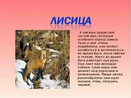 Подготовить сообщение о диких животных вашего края