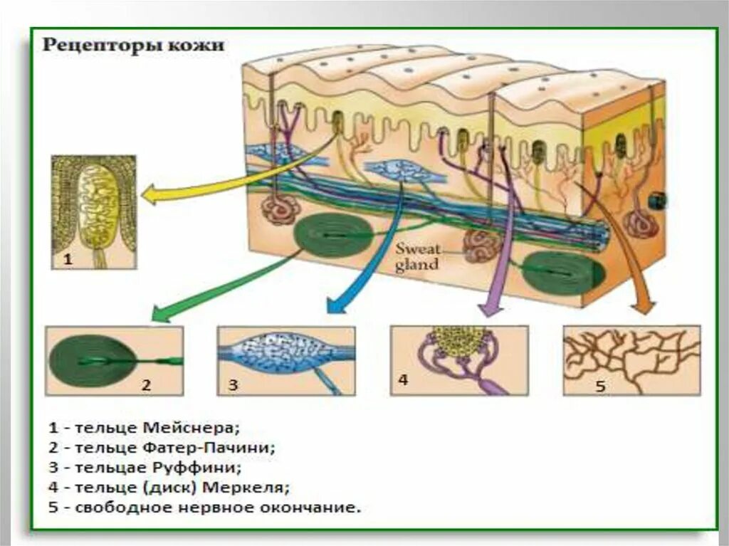 Кожные рецепторы рисунок. Расположение рецепторов в коже. Рецепторы кожи человека. Рецепторы кожи схема. Какова функция холодовых рецепторов кожи