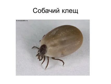 Чем опасен клещ для собаки