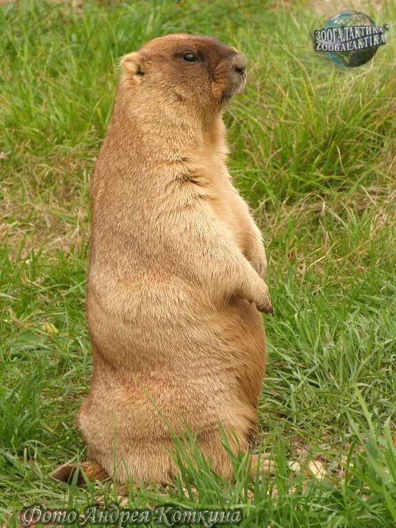 Сурок-Байбак. Степной Байбак. Сурок Степной, Байбак (Marmota Bobak). Сурок Байбак Европейский. Купить живых сурков