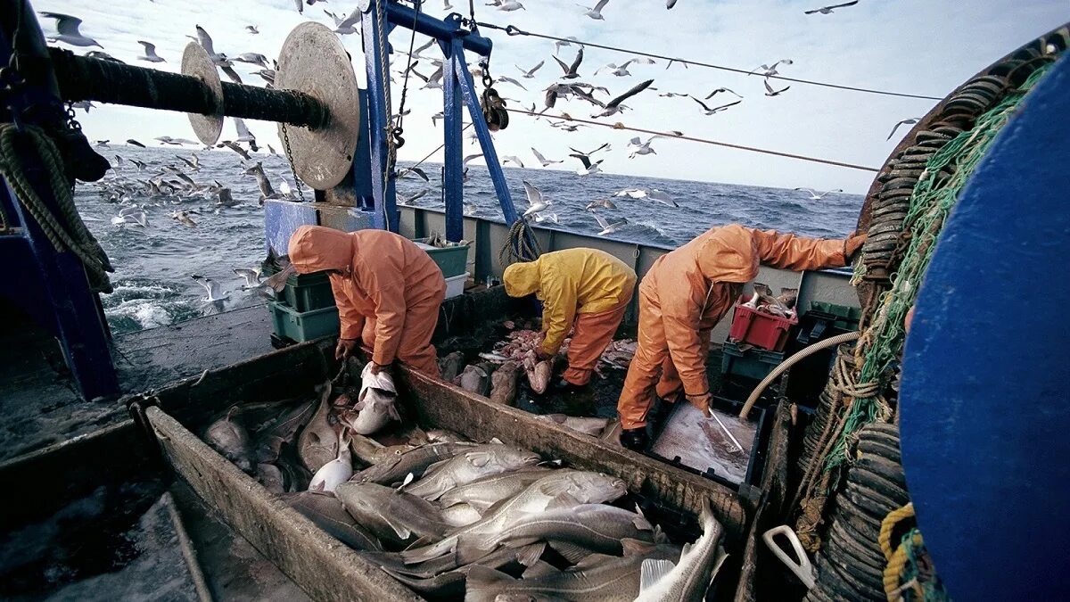 Запрет вылова рыбы англии. Рыбный промысел в Баренцевом море. Вылов трески в Баренцевом море. Усть-Магаданский рыбозавод. Промышленный лов трески в Баренцевом море.
