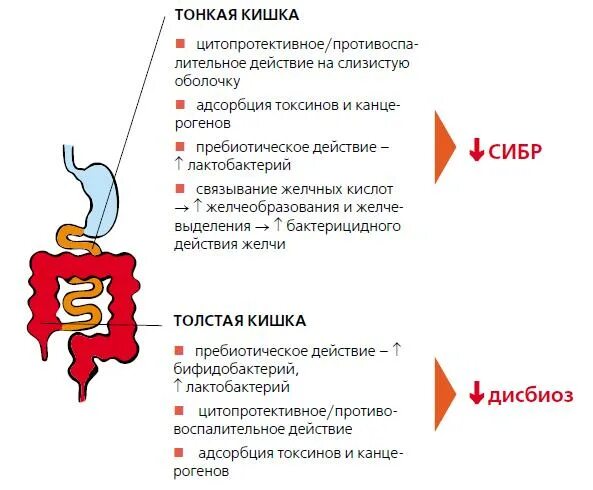 Сибр в кишечнике лечение. Сибр в кишечнике. синдром избыточного бактериального роста в тонком кишечнике. сибр в тонкой кишке что это такое. сибр симптомы.