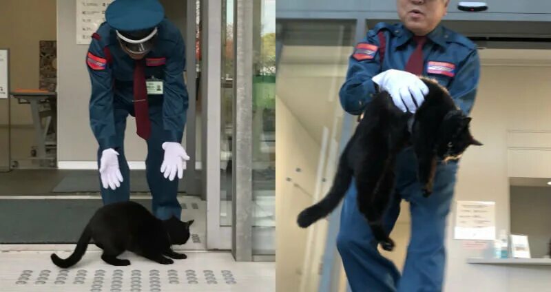 Кот охранник. Кот охрана. Кошка охранник в Японии. Кот охранник в музее. Коты на охране музея.