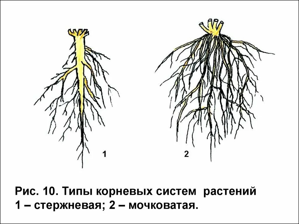 Стержневой корень и мочковатый корень. Мочковаеия система корня. Мочковатый Тип корневой системы. Стержневая и мочковатая система.