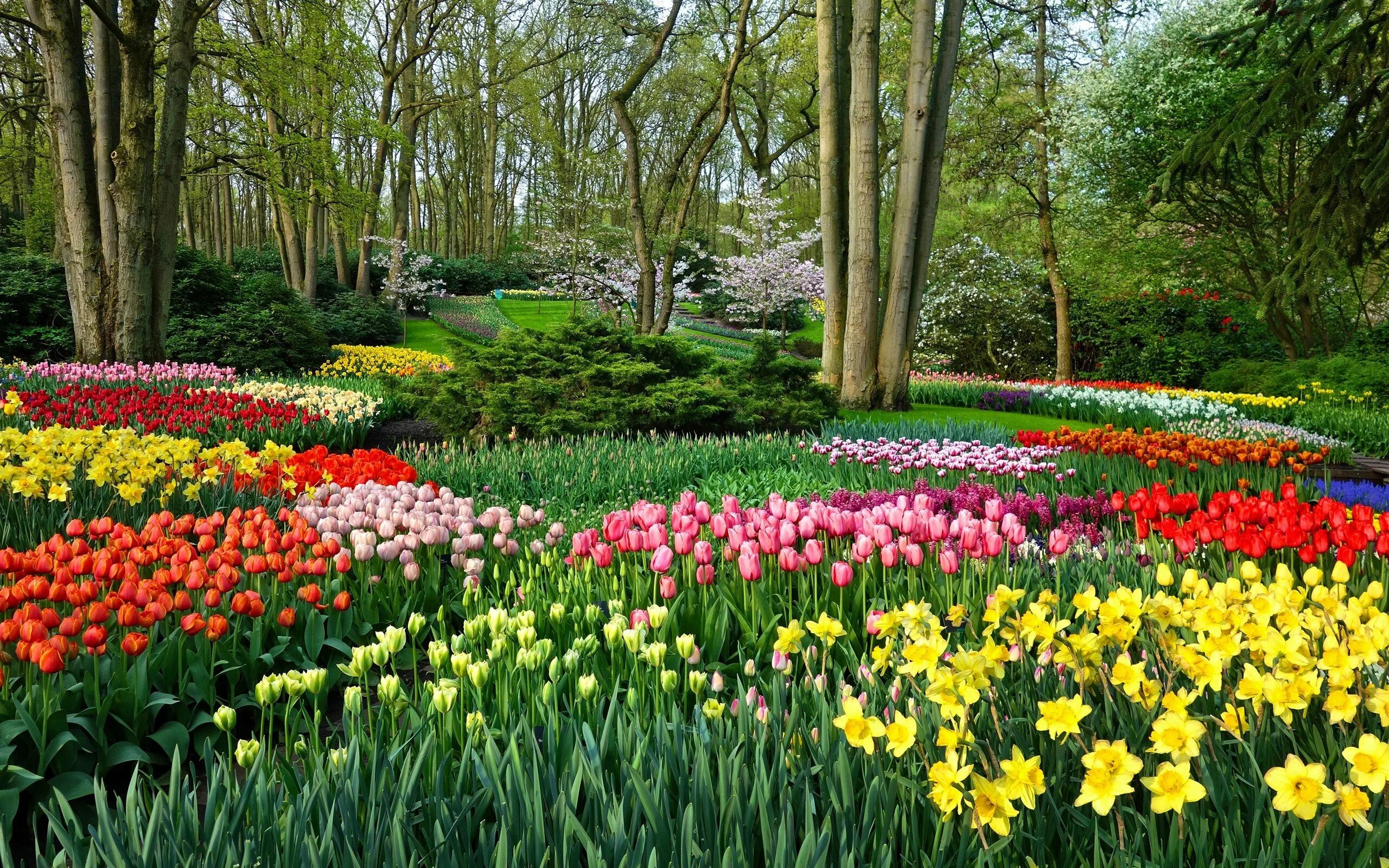 Картинки сада с цветами. Парк кёкенхоф Голландия. Парк тюльпанов, Кекенхоф.. Сады Кекенхоф Нидерланды. Клумба тюльпаны, хионодокса, Вудсток.