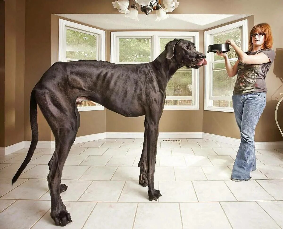Лучшие без больше. Датский дог Зевс. Дог Зевс самая большая собака в мире. Немецкий дог по кличке Зевс. Немецкий дог Зевс рекорд Гиннесса.
