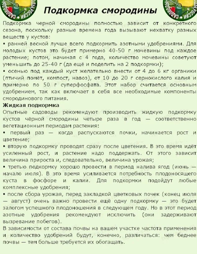 Смородина подкормка весной после зимы. Схема подкормки смородины. Подкормка черной смородины. Таблица подкормки черной смородины. Удобрение для черной смородины.