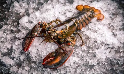 Lobsters are eaten all over the world and considered a delicacy. 
