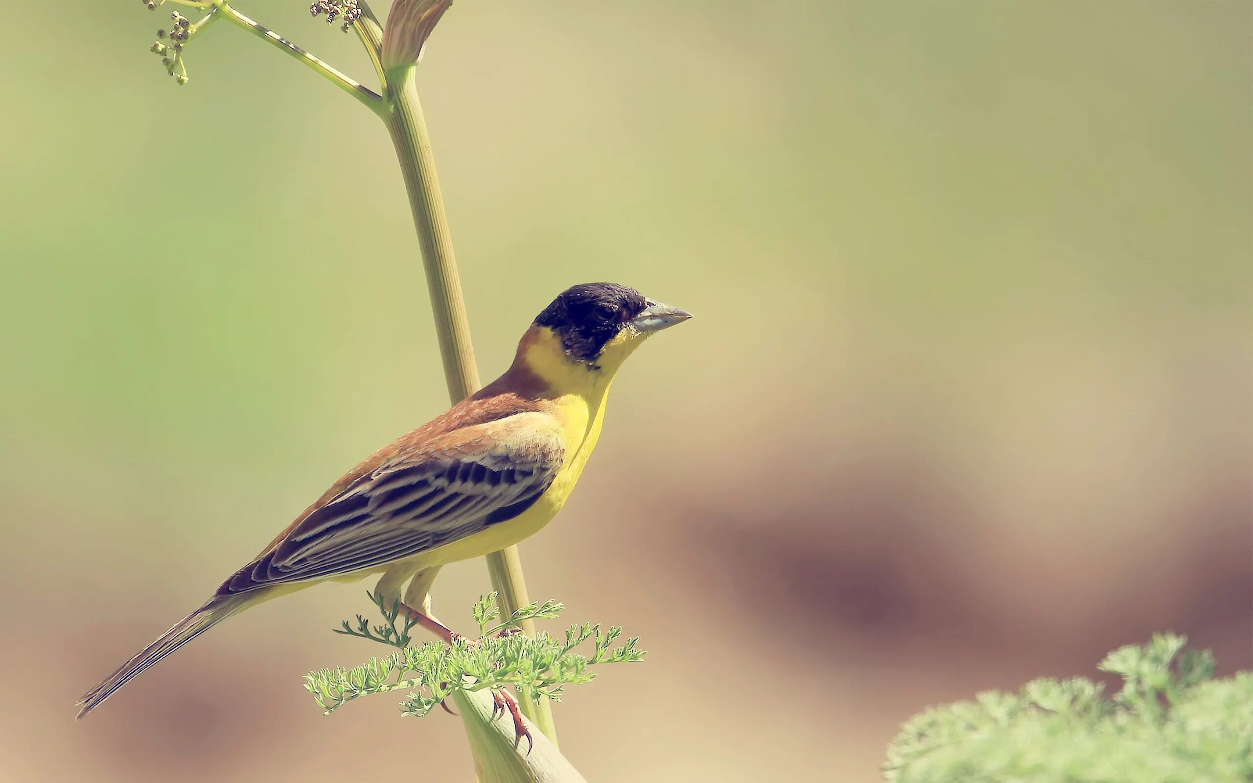 Bird727. Птичка Зинзивер. Картинки на рабочий стол птицы. Красивые птички. Природа птицы.