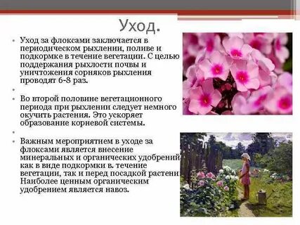 Подкормка флоксов в июне до цветения