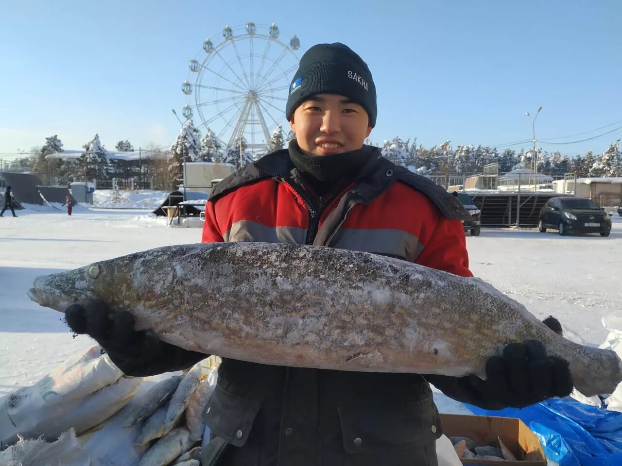 Якут рыба. Нельма Якутия. Большая рыба в Якутии. Рыба в Якутске. Рыба Чир Якутия.