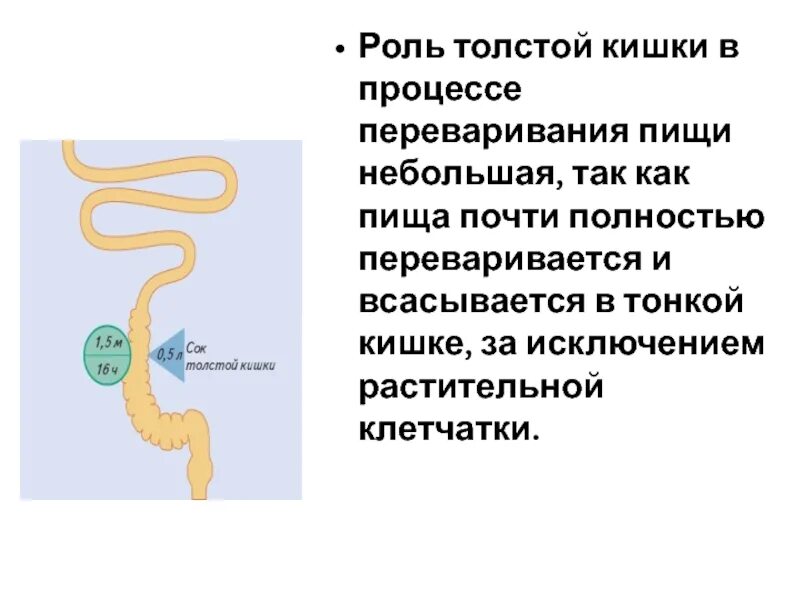 Где начинает перевариваться. Роль толстой кишки в пищеварении. Роль Толстого кишечника в процессе пищеварения. Процессы в тослтомкишечнки. Процессы происходящие в толстой кишечнике.