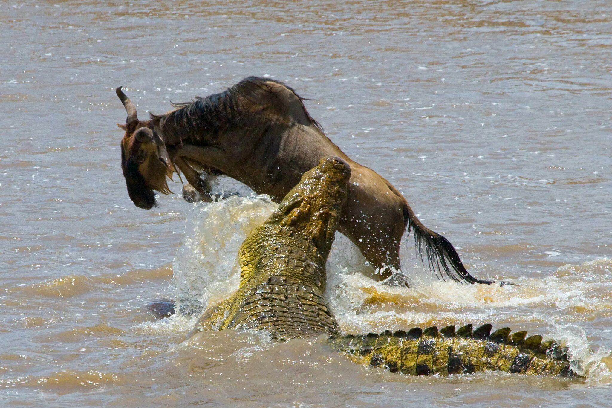 Нильский крокодил ест зебру. Нильский крокодил охота. Нильский крокодил и антилопа.