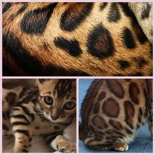 Вес бенгальского котенка