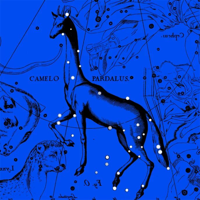 созвездие рысь. жираф на звездном небе. созвездие жираф альфа звезда. Camelopardalis созвездие. самая яркая звезда в созвездии жираф.