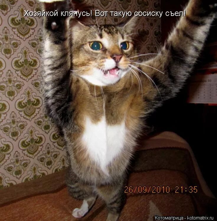 Токио хотел мем. Если долго долго долго если долго по дорожке. В африке вот такой вышины. Песенка красной шапочки слова. Аа вот такой вышины.