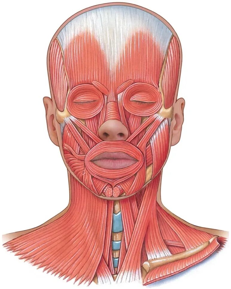 Прикрепление мимических мышц. Levator anguli oris. мимические мышцы головы анатомия. musculus levator anguli oris.