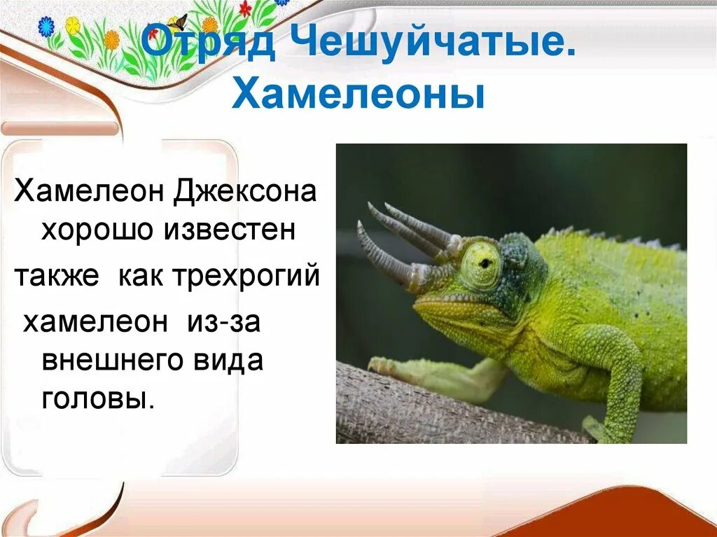 Хамелеон относится к отряду. Отряд чешуйчатые. Подотряд хамелеоны. Отряд чешуйчатые представители. Отряд чешуйчатые подотряд хамелеоны.