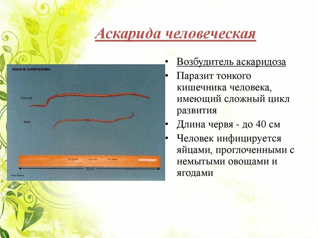 Аскарида человеческая таксономия. Систематика аскариды человеческой. Круглые черви аскарида человеческая. Человеческая аскарида Тип.