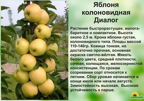 Купить Яблоня колонновидная "Поэзия" в Арзамасе "Лэндмастер52". Товары и услуги 