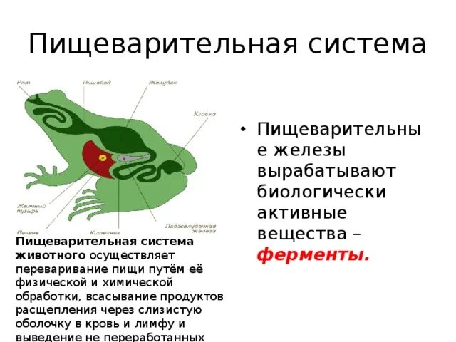 Система органов животных 8 класс биология