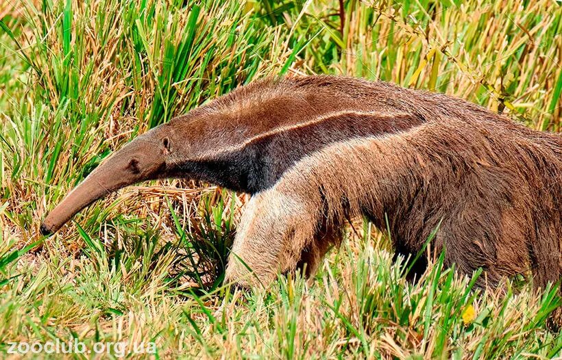 Муравьед на каком материке. На каком материке живет муравьед. Проект про муравьеда. Giant anteater. Муравьед зона обитания.